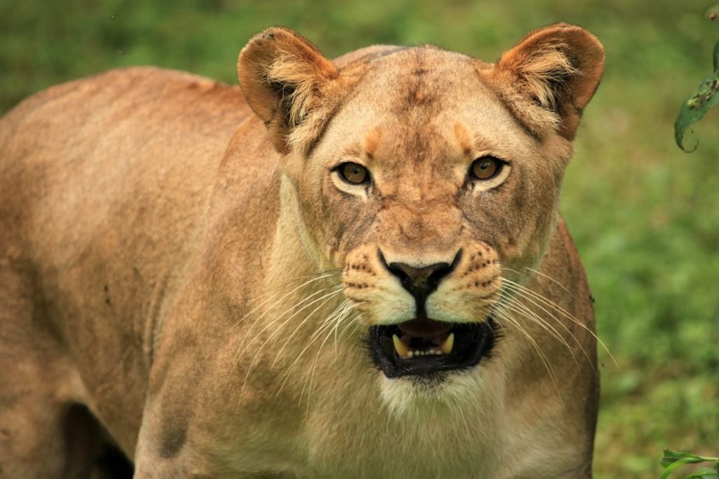 Have A Look At That Ecotourism