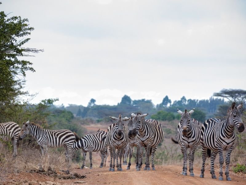 Check Out sustainable travel https://showcaseschool.co/wp-content/uploads/2023/08/wildlife-conservation-hidden-gems-ecotourism-sustainable-travel-birdwatching-wildlife-photography-animal-competitions-wildlife-videos-conservation-Website-Content-3b7cb3ed.jpg